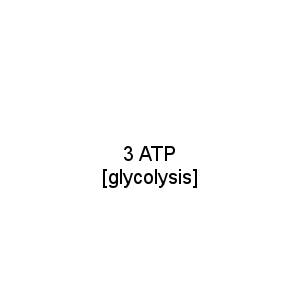 3 ATP [glycolysis]